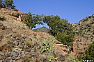 Arched Trees